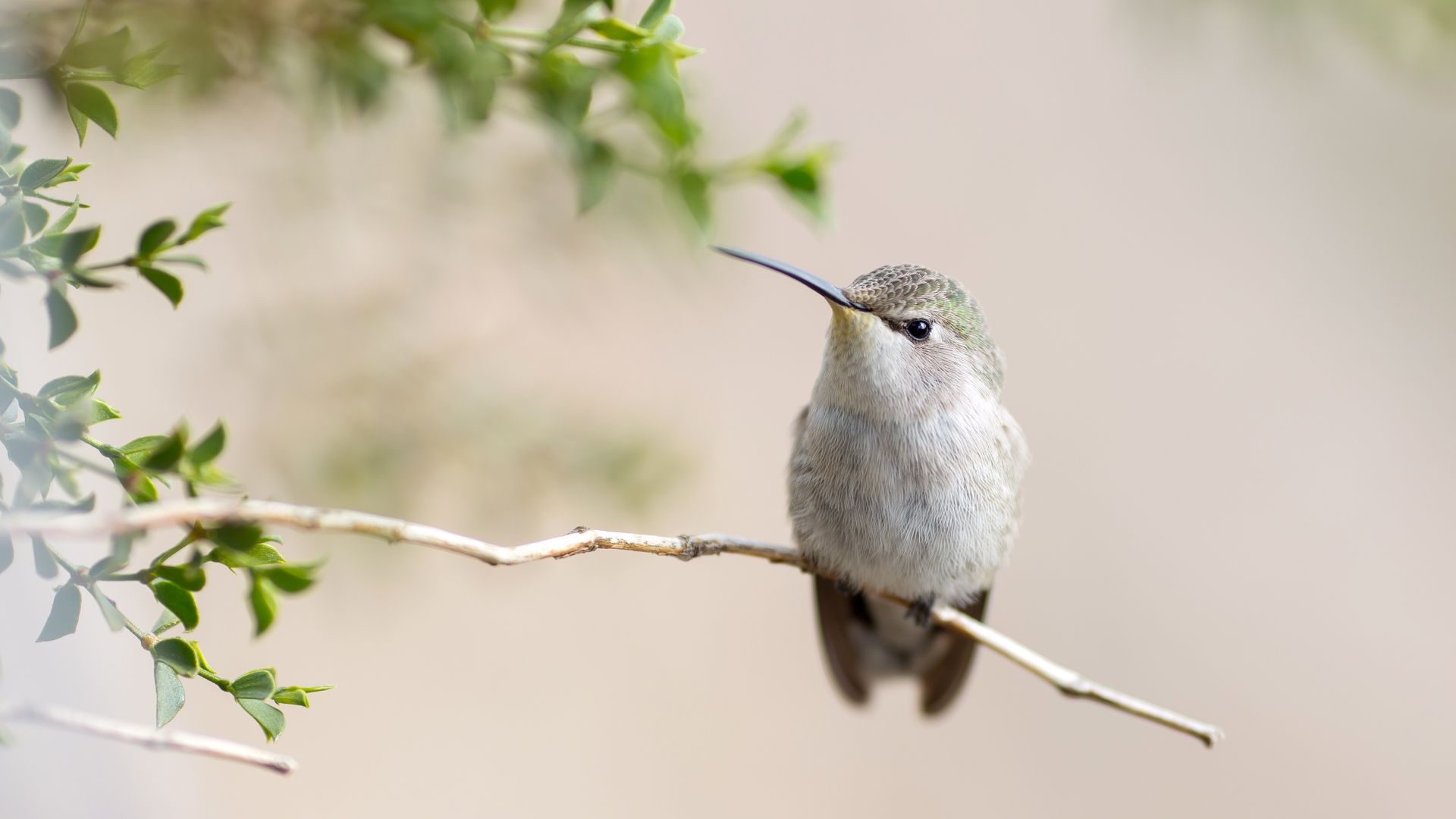 Wallpaper Hummingbird on sitting on tree branch