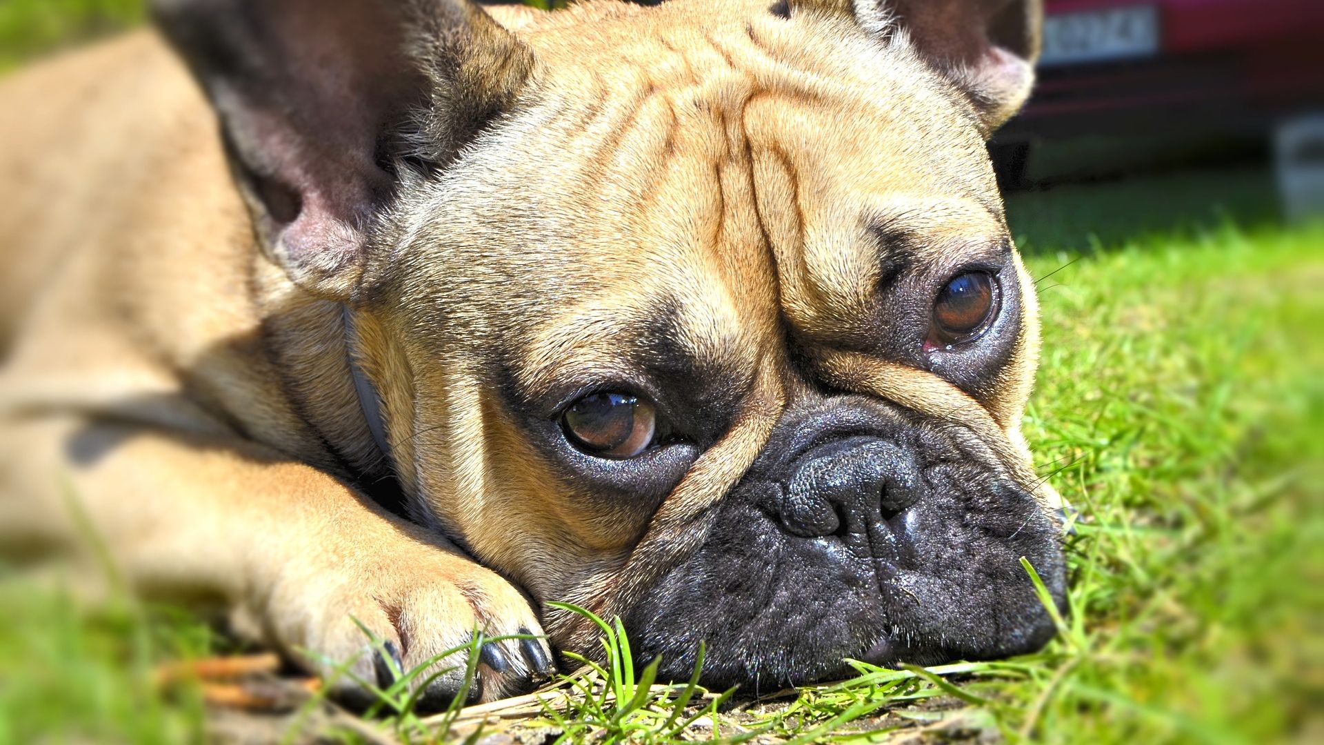 Wallpaper Bulldog, relaxed, muzzle, face