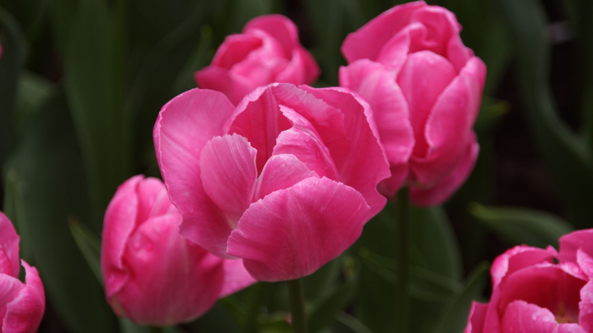 Wallpaper Tulip, spring, flowers, pink