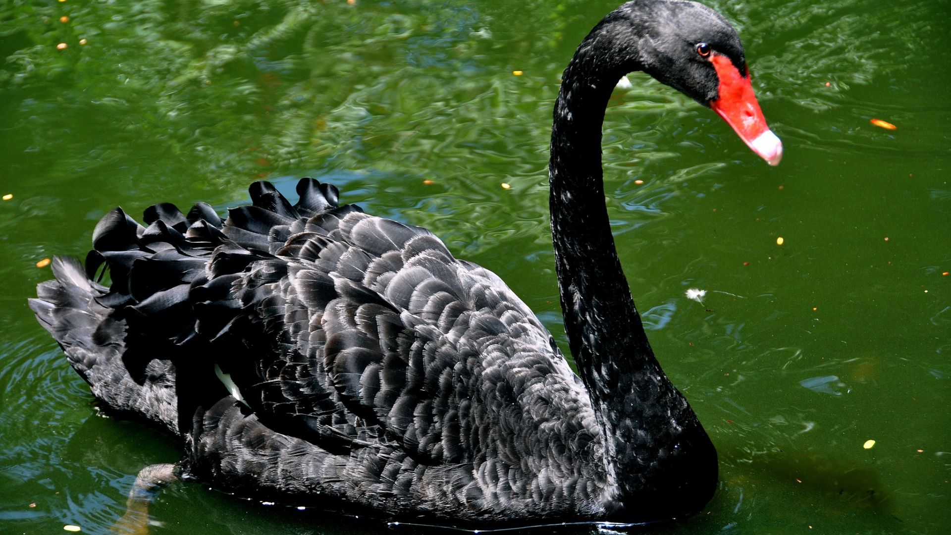 Wallpaper Black swan bird