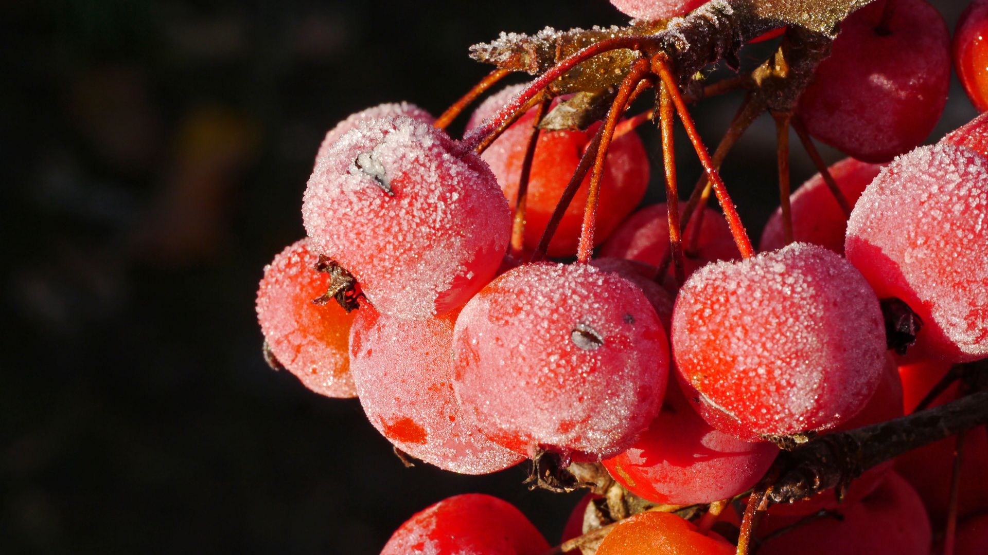 Wallpaper Snow frost on rowan berries fruits