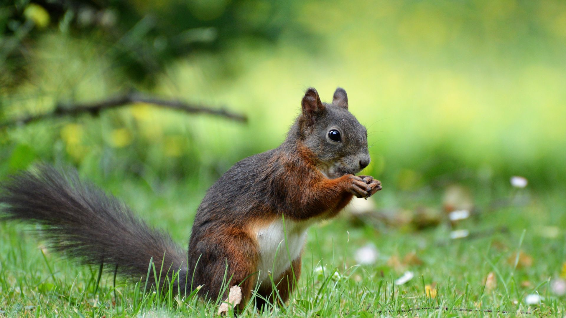 Wallpaper Squirrel, Rodent, meadow, eat, play