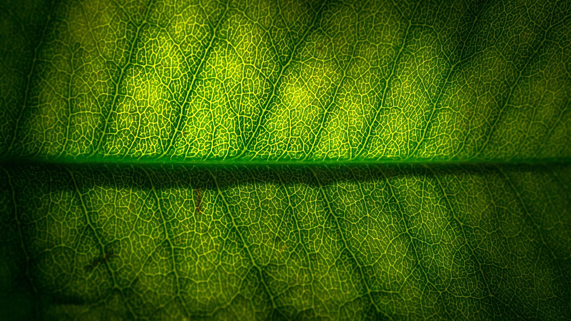 Wallpaper Leaf, veins, macro, green leaf