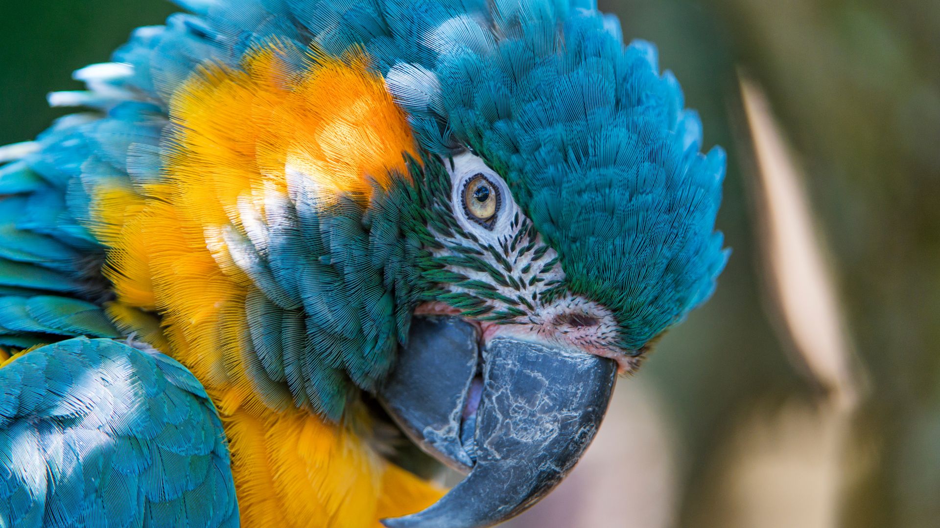 Wallpaper Blue and yellow Macaw, parrot muzzle, 5k