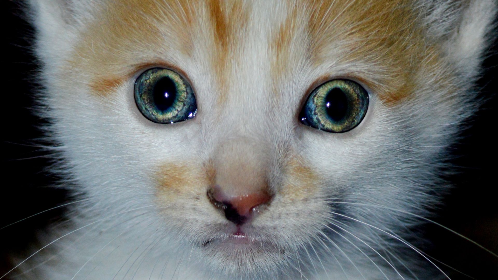 Wallpaper Kitten looks amaze, eyes