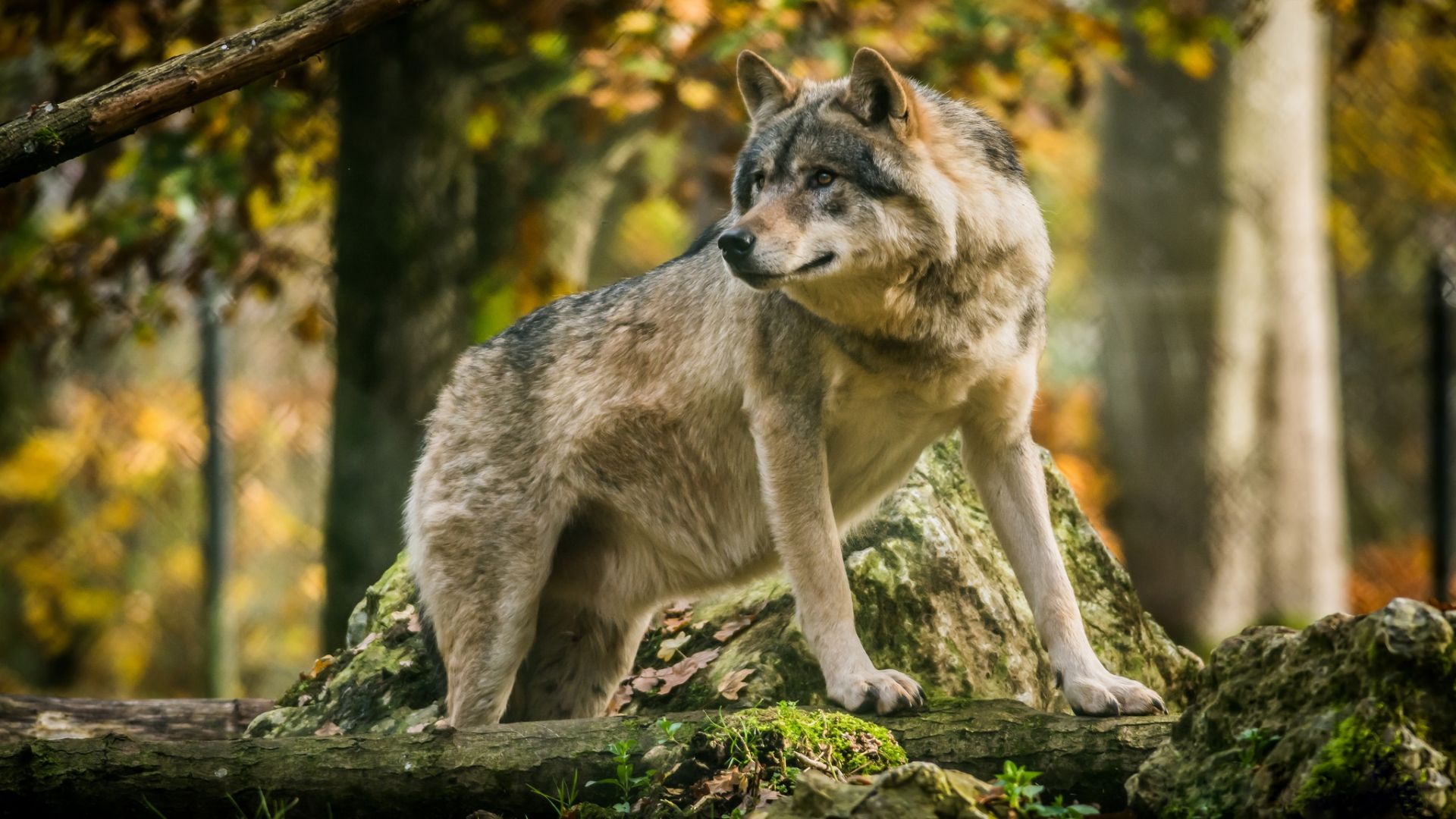 Wallpaper Wild animals, predator, wolf