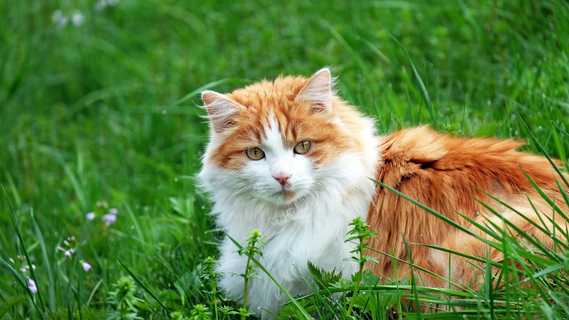 Wallpaper Cute pet, cat in meadow, grass