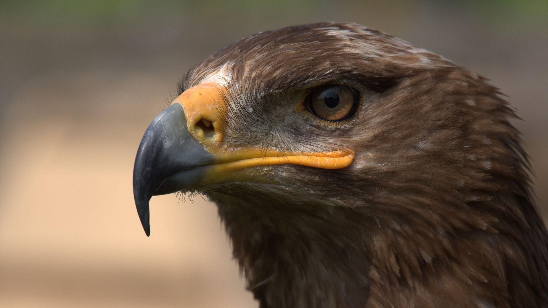 Wallpaper Steppe eagle, eagle, predator, bird muzzle, beak