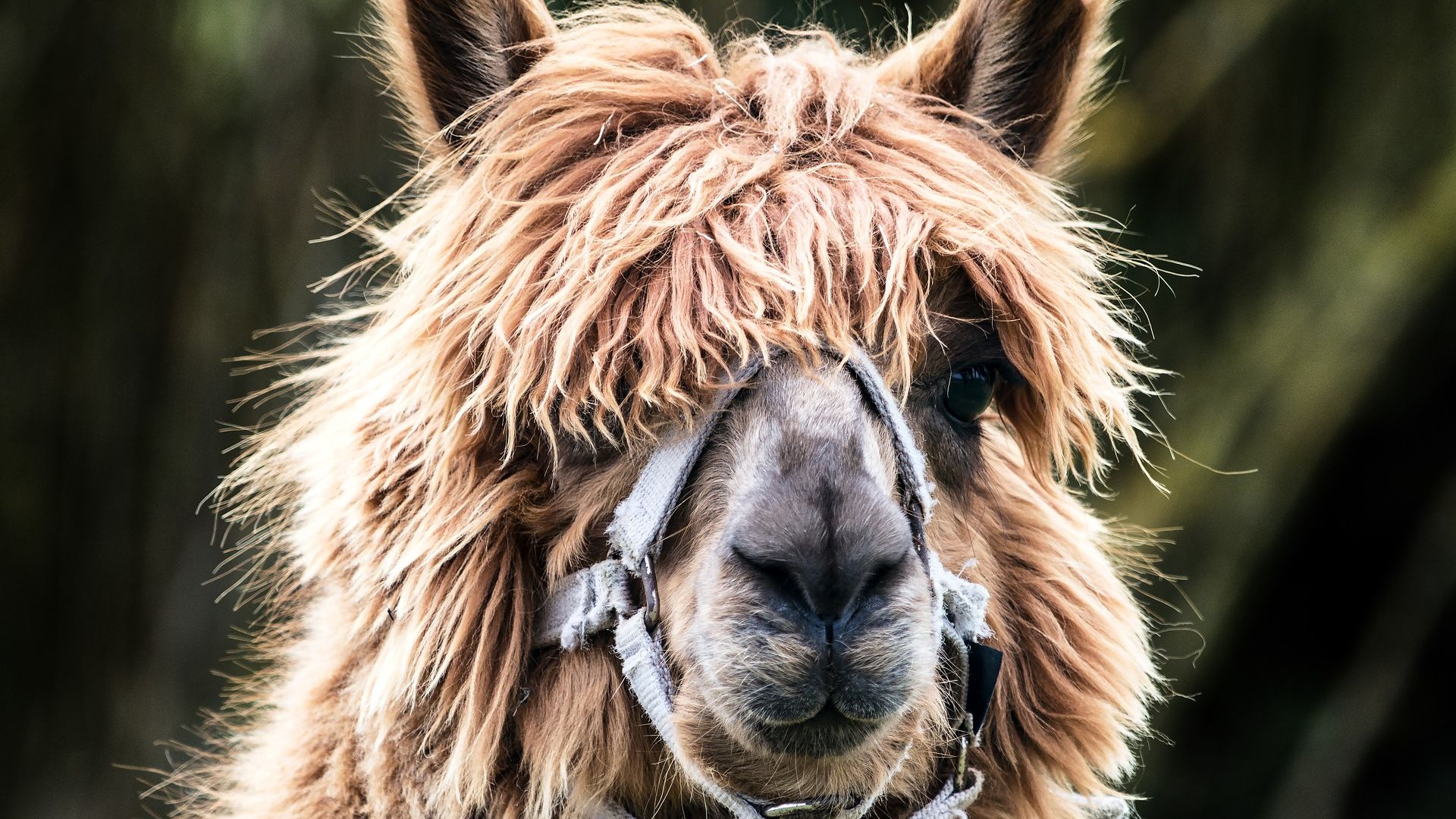 Wallpaper Lama, brown animal, furry, muzzle