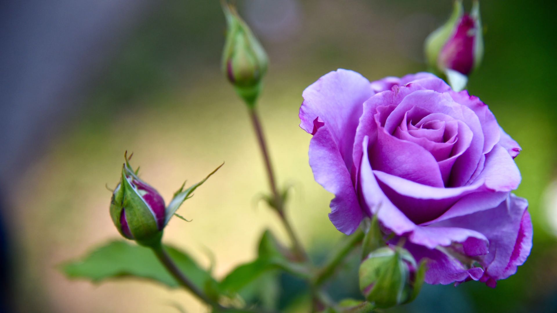 Desktop Wallpaper Purple Rose Flowers, Bud, Blur, Hd Image, Picture,  Background, Jnxath