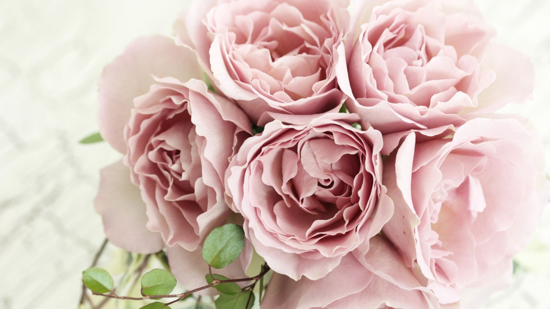 Wallpaper Pink roses flowers