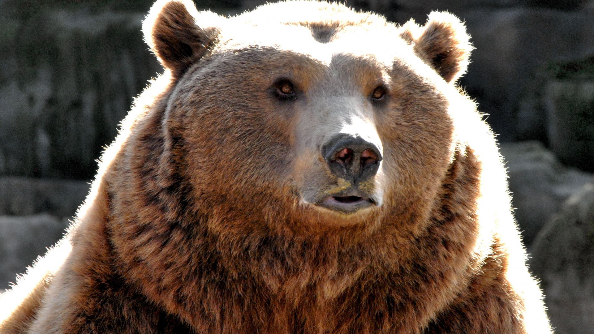 Wallpaper Big fat Bear, predator, muzzle