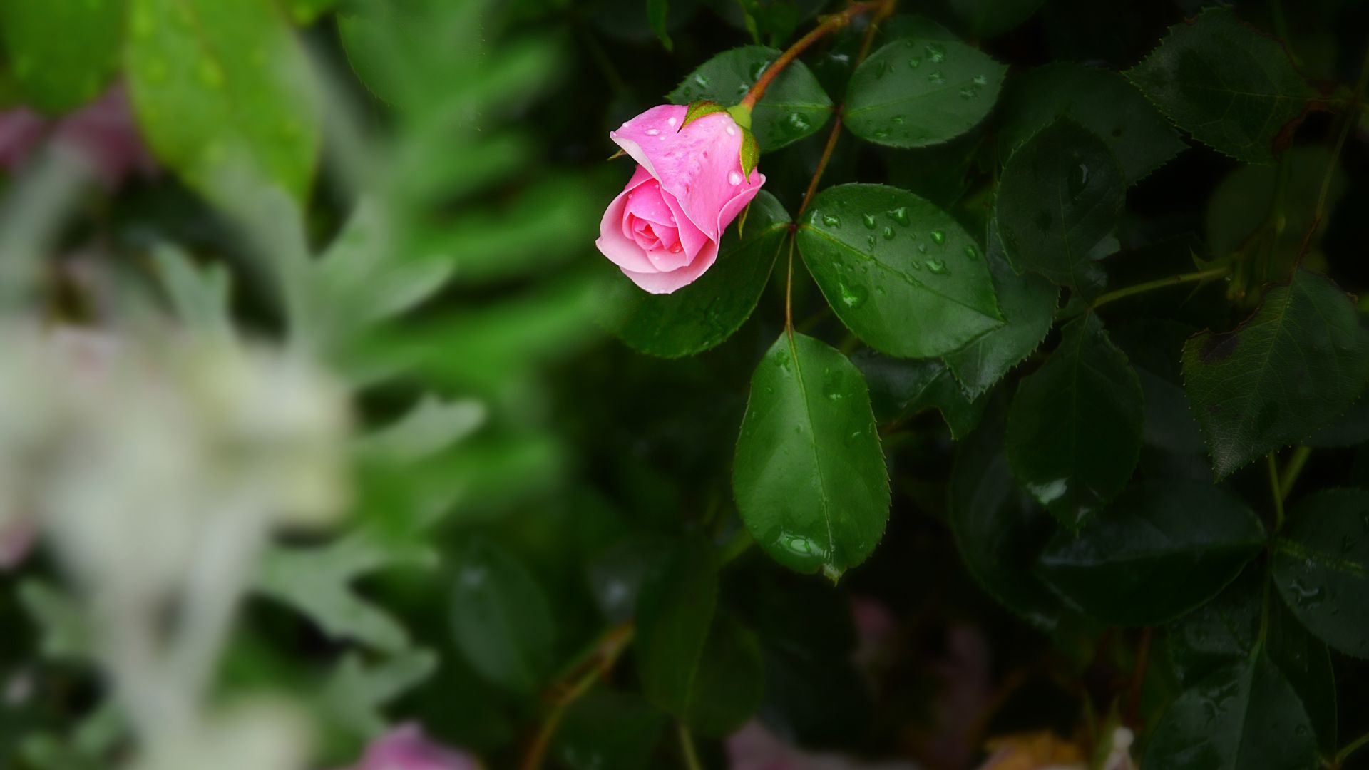 Wallpaper Rose flower's bud, water drops