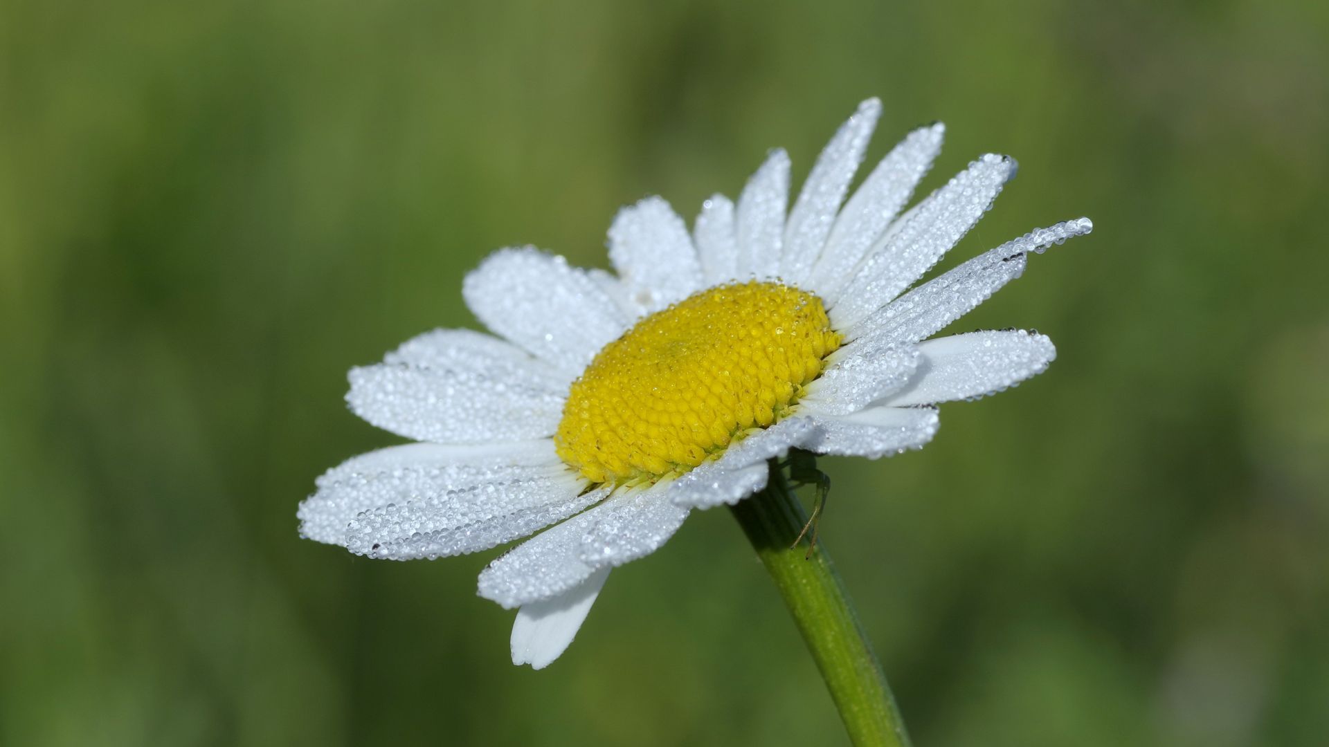 Wallpaper Daisy, the white flower, petals, drops