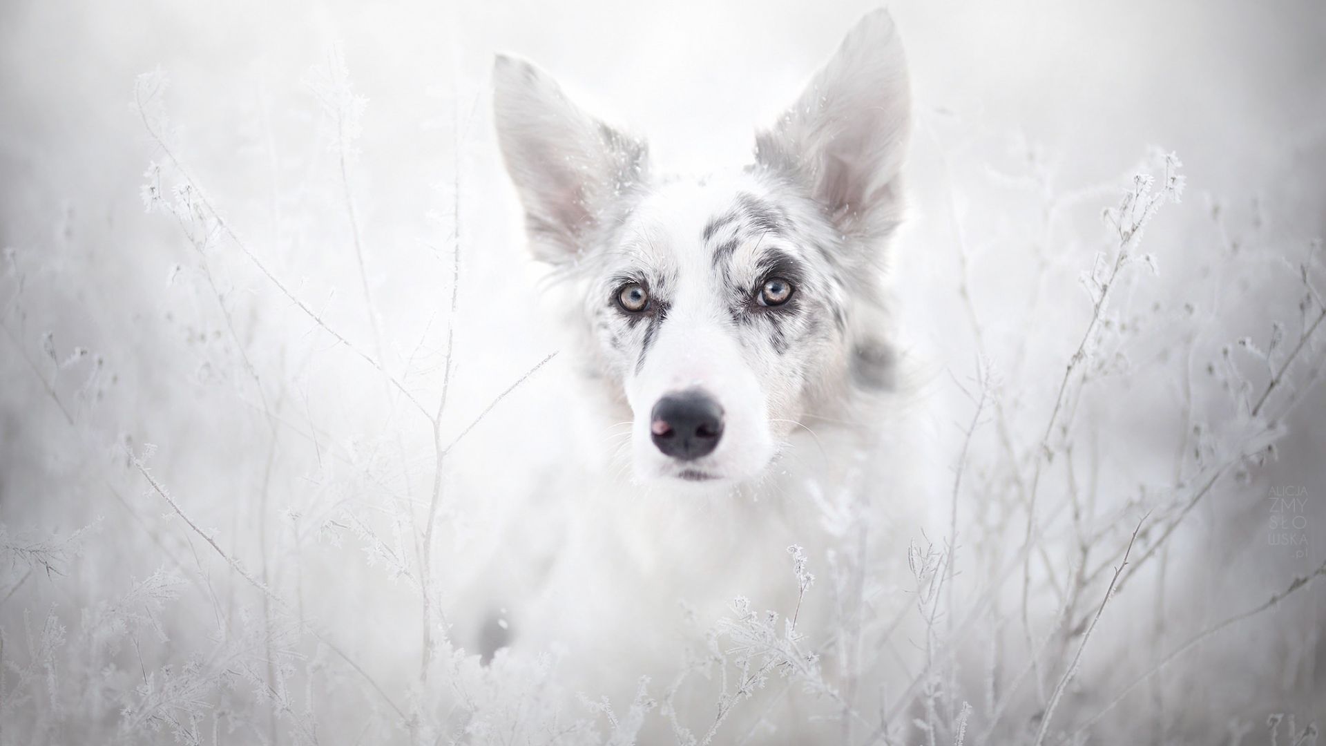 Wallpaper White dog muzzle, animal