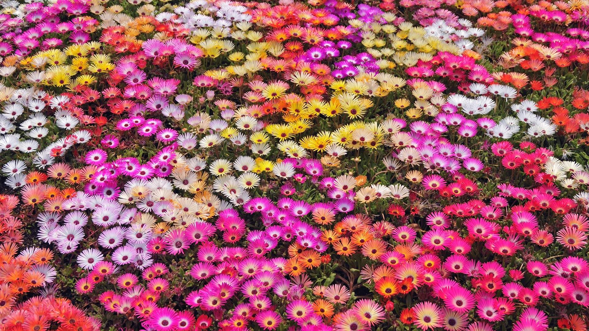 Wallpaper Garden flowers beautiful
