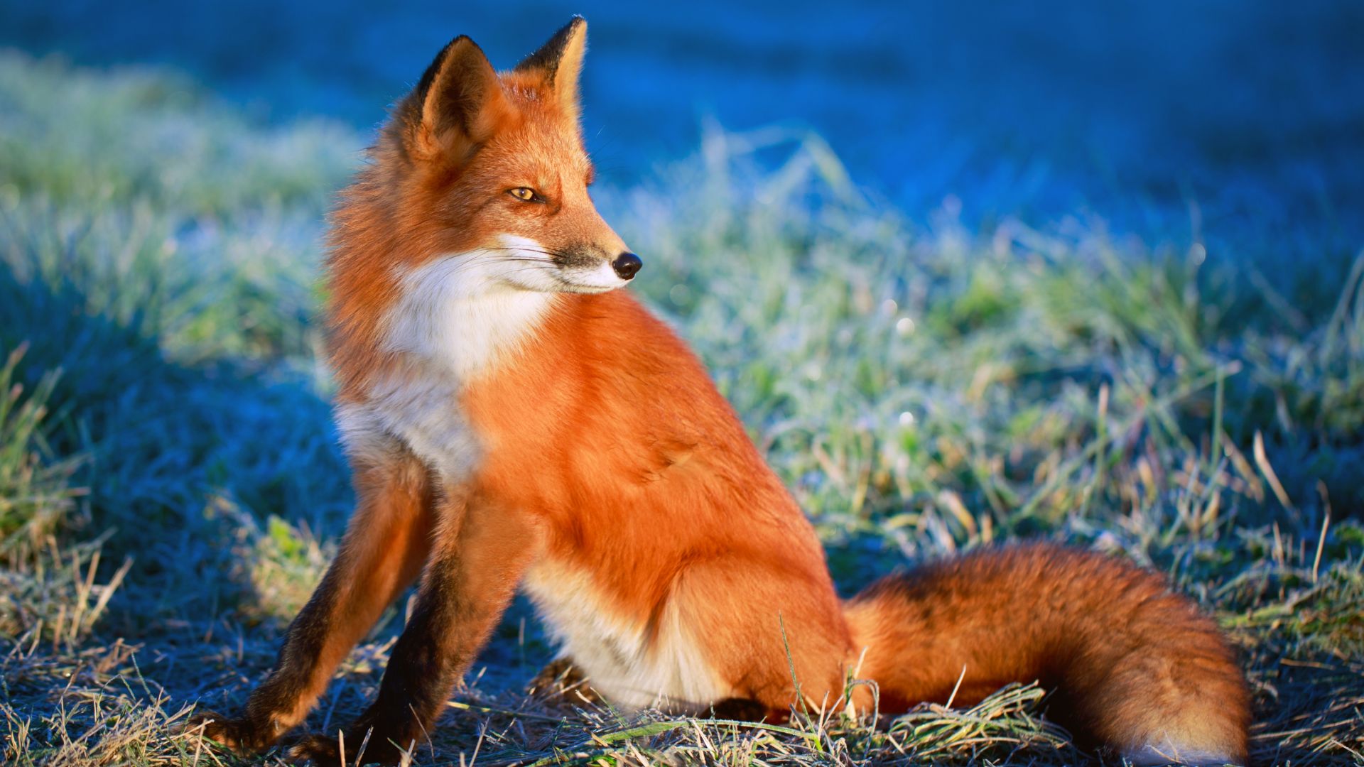 Wallpaper Red fox, wild, furry animal