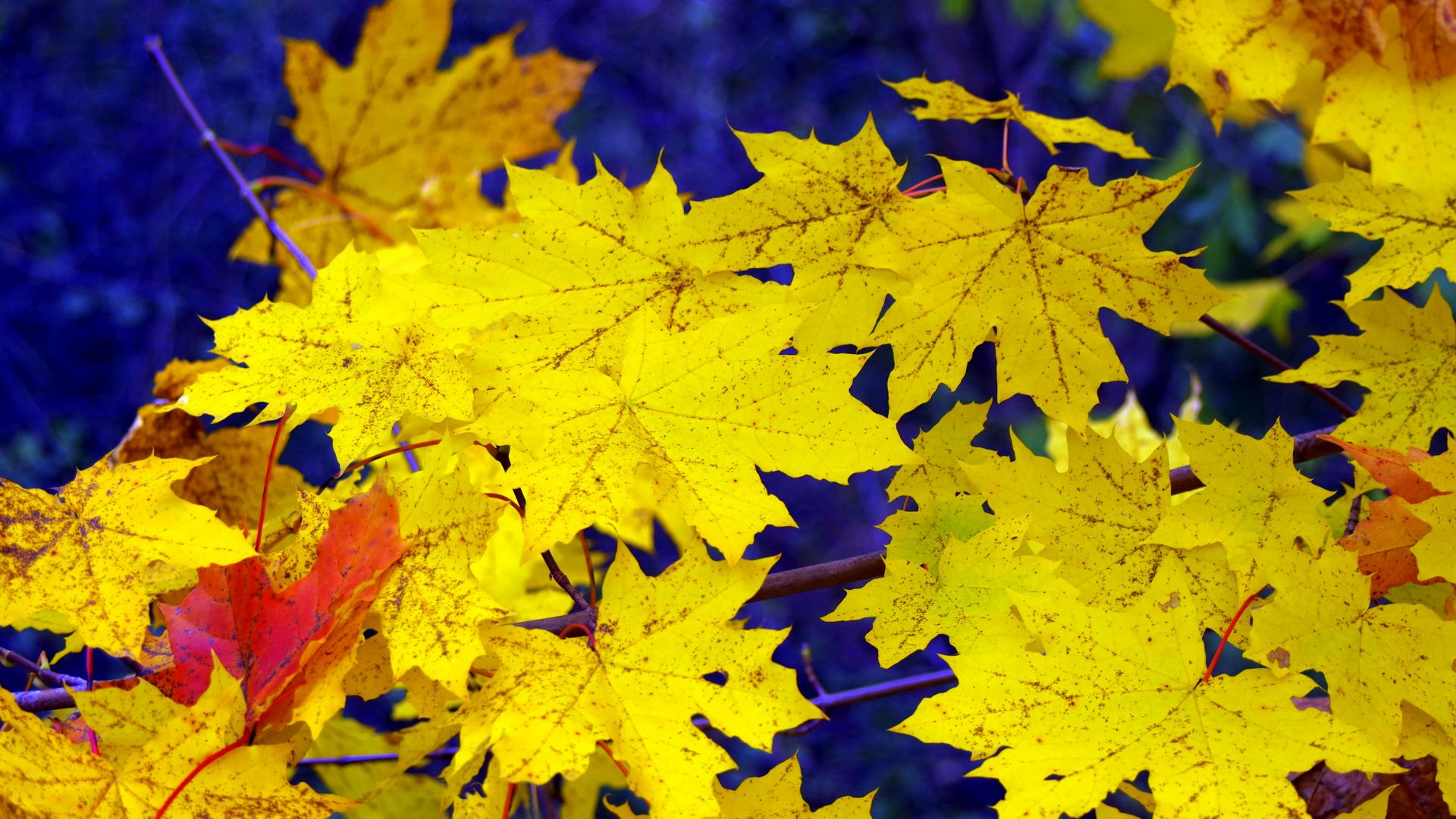 Wallpaper Maple's yellow leaves in autumn