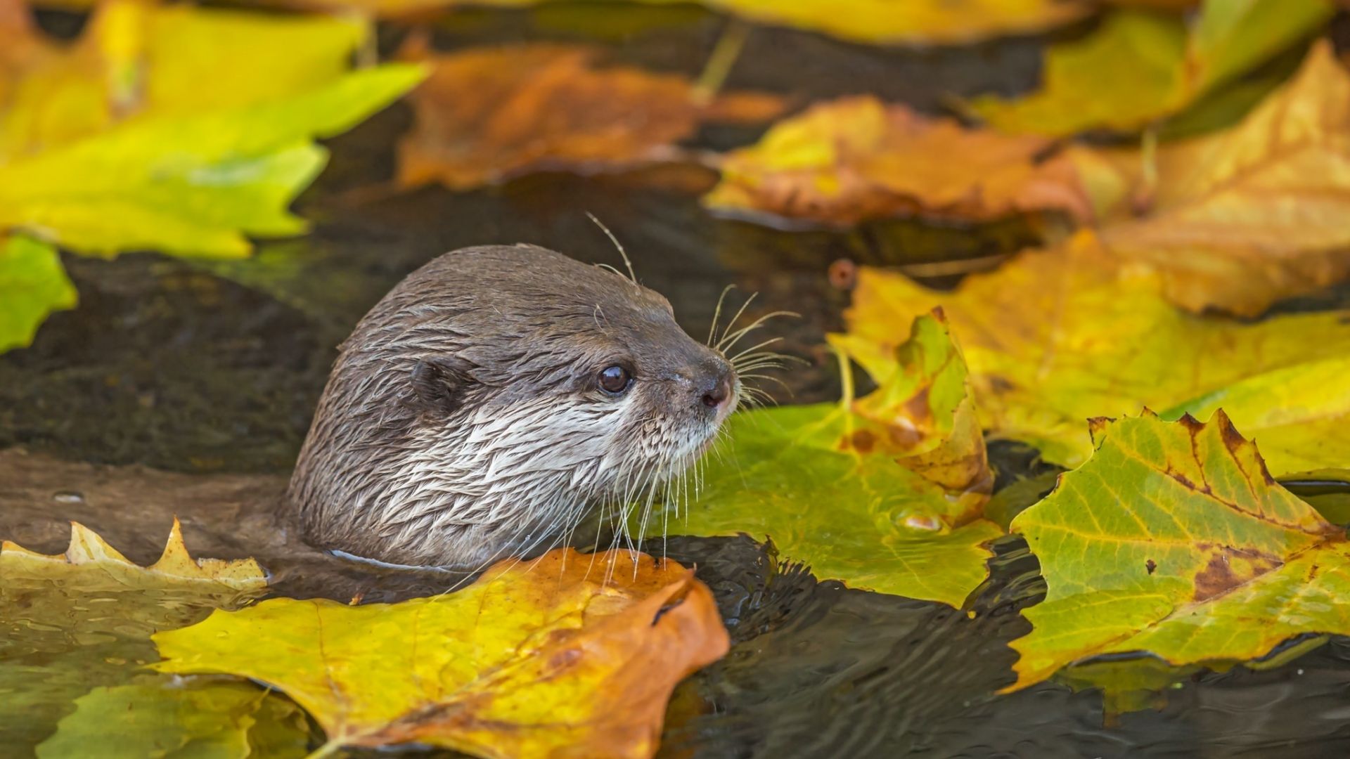 Wallpaper Otter in water