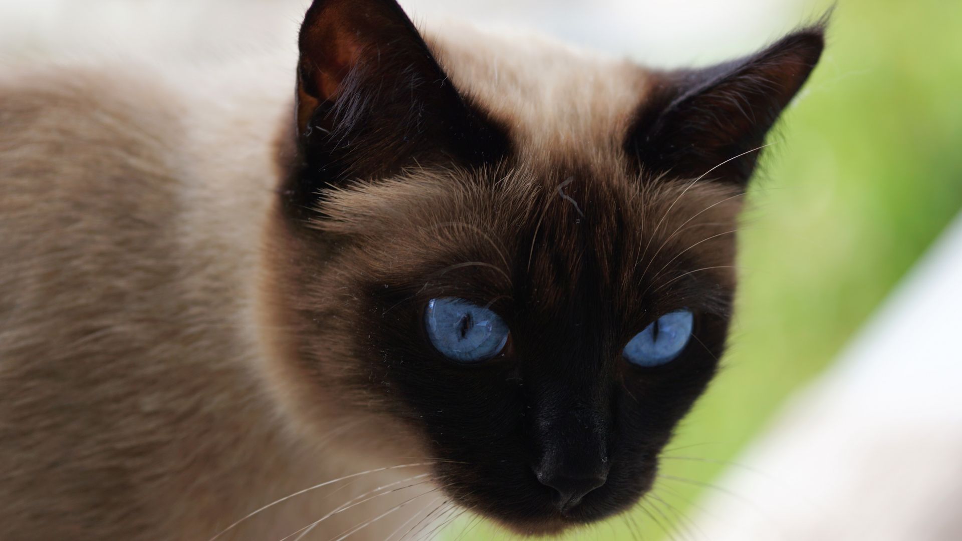 Wallpaper Siamese cat, muzzle, blue eyes