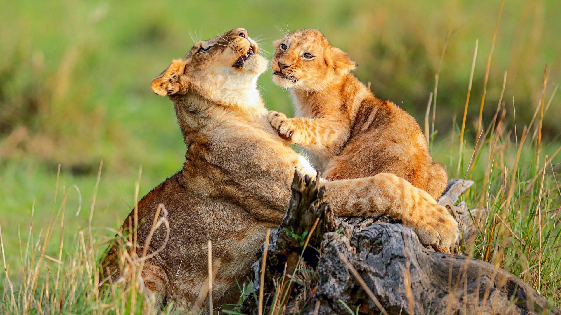 Wallpaper Lion cub, lion, predator, play, wildlife