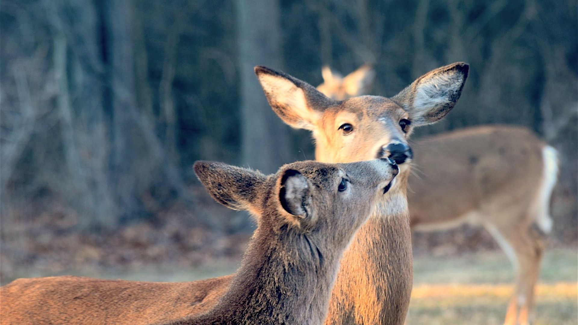 Wallpaper Deer kiss, wild animal