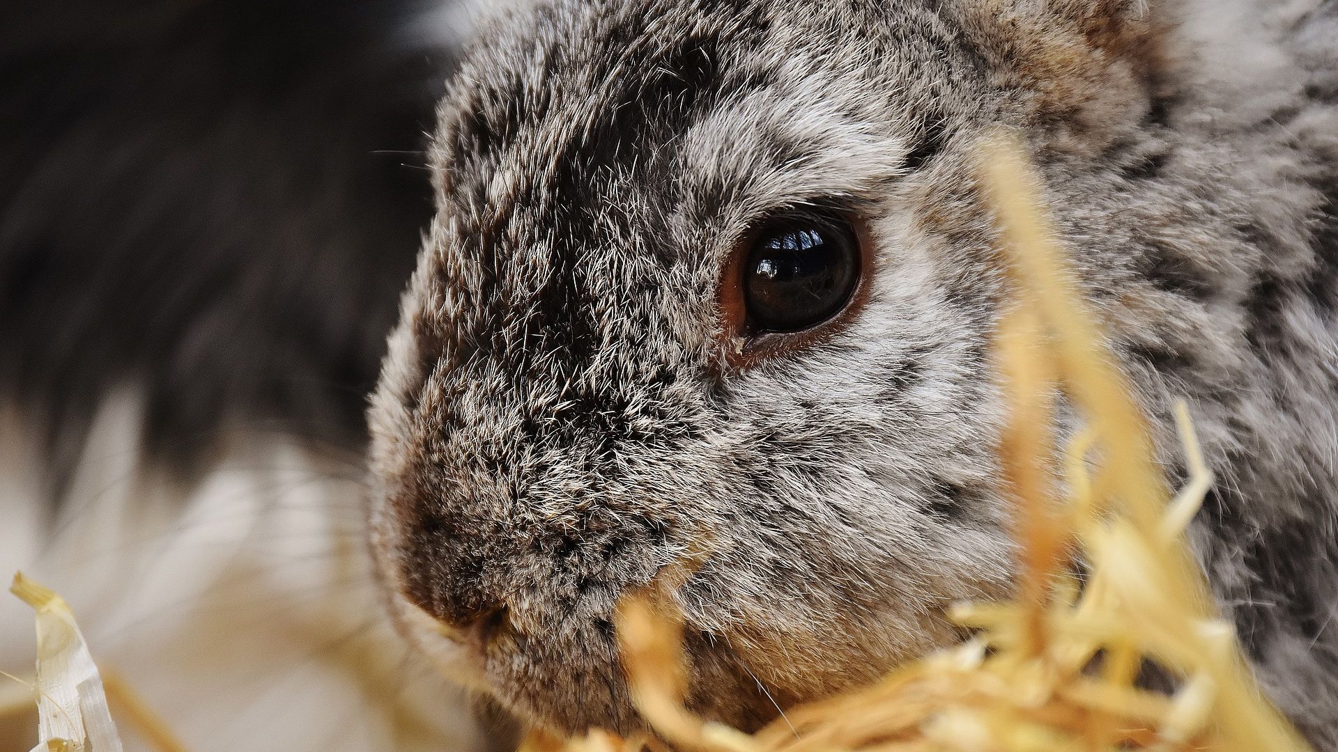 Wallpaper Rabbit, bunny, hare, animal, muzzle
