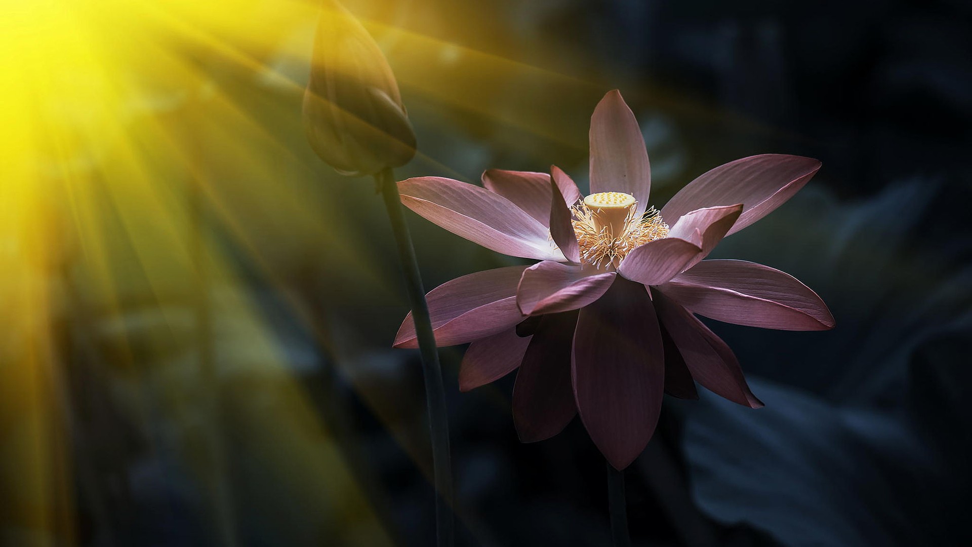 Desktop Wallpaper Pink Lotus Flower Sunlight, Hd Image, Picture,  Background, Jsprq0