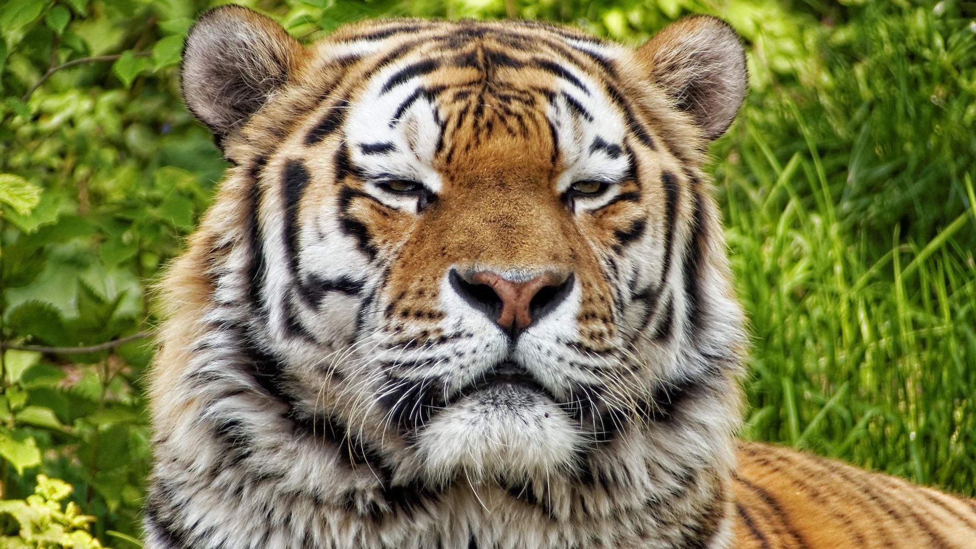 Wallpaper Tiger, big cat, wild animal, predator, relaxing