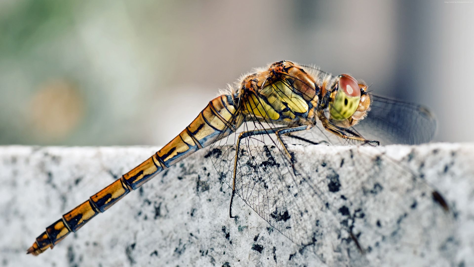 Wallpaper Dragonfly insects, photography, close up