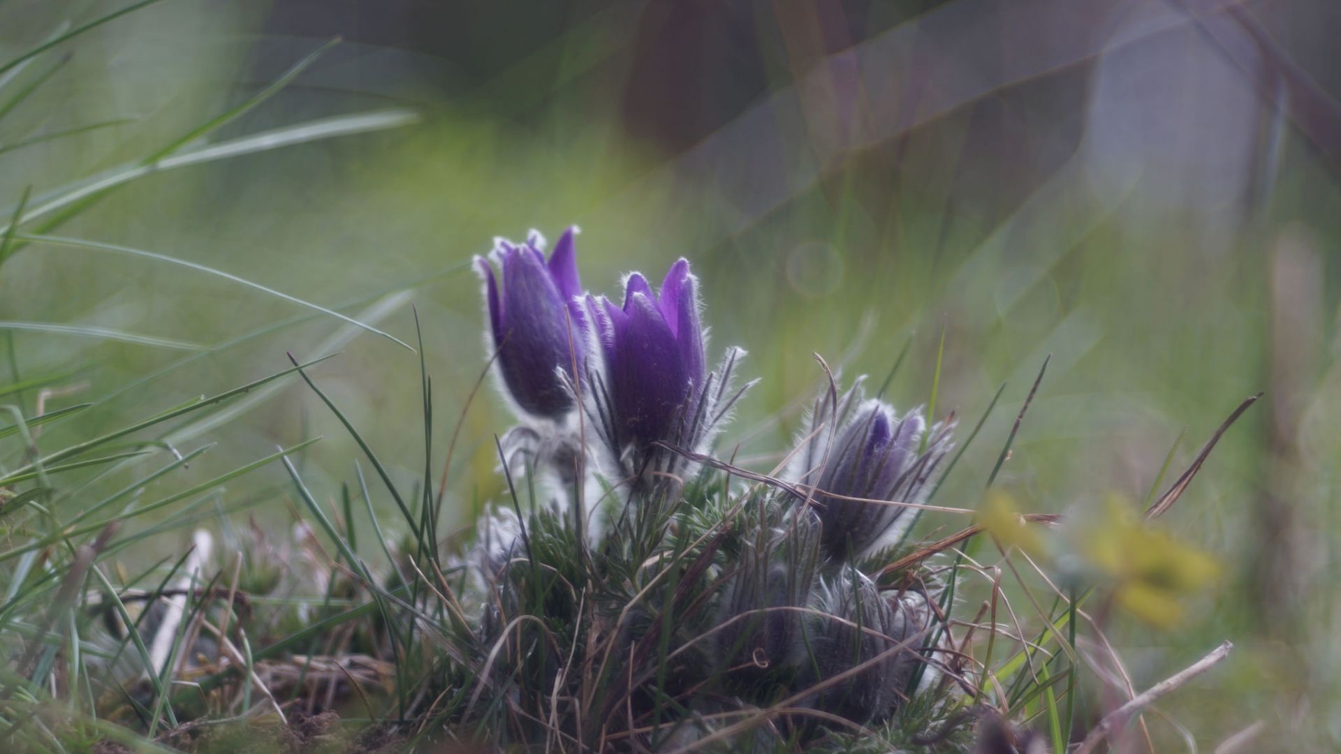 Wallpaper Blur, small wild purple flowers, grass