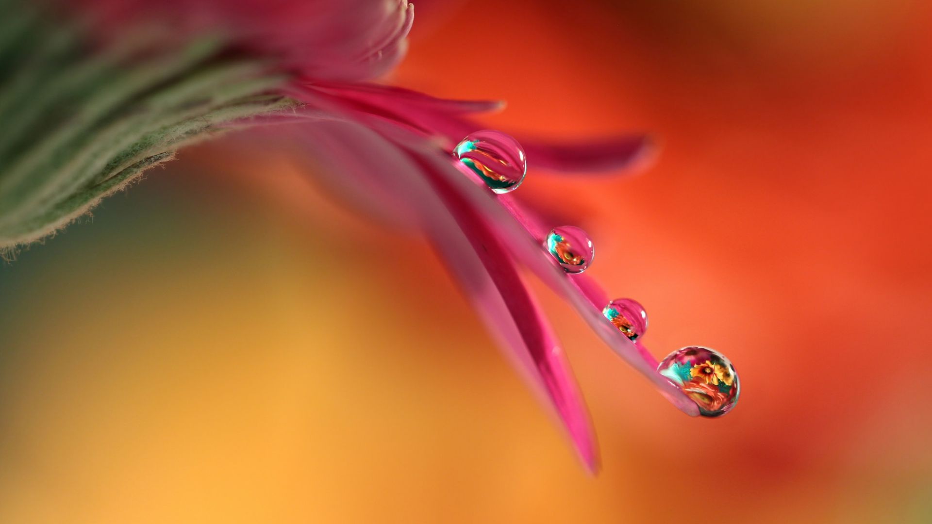 Water Drop Flowers and Leaves APK for Android Download