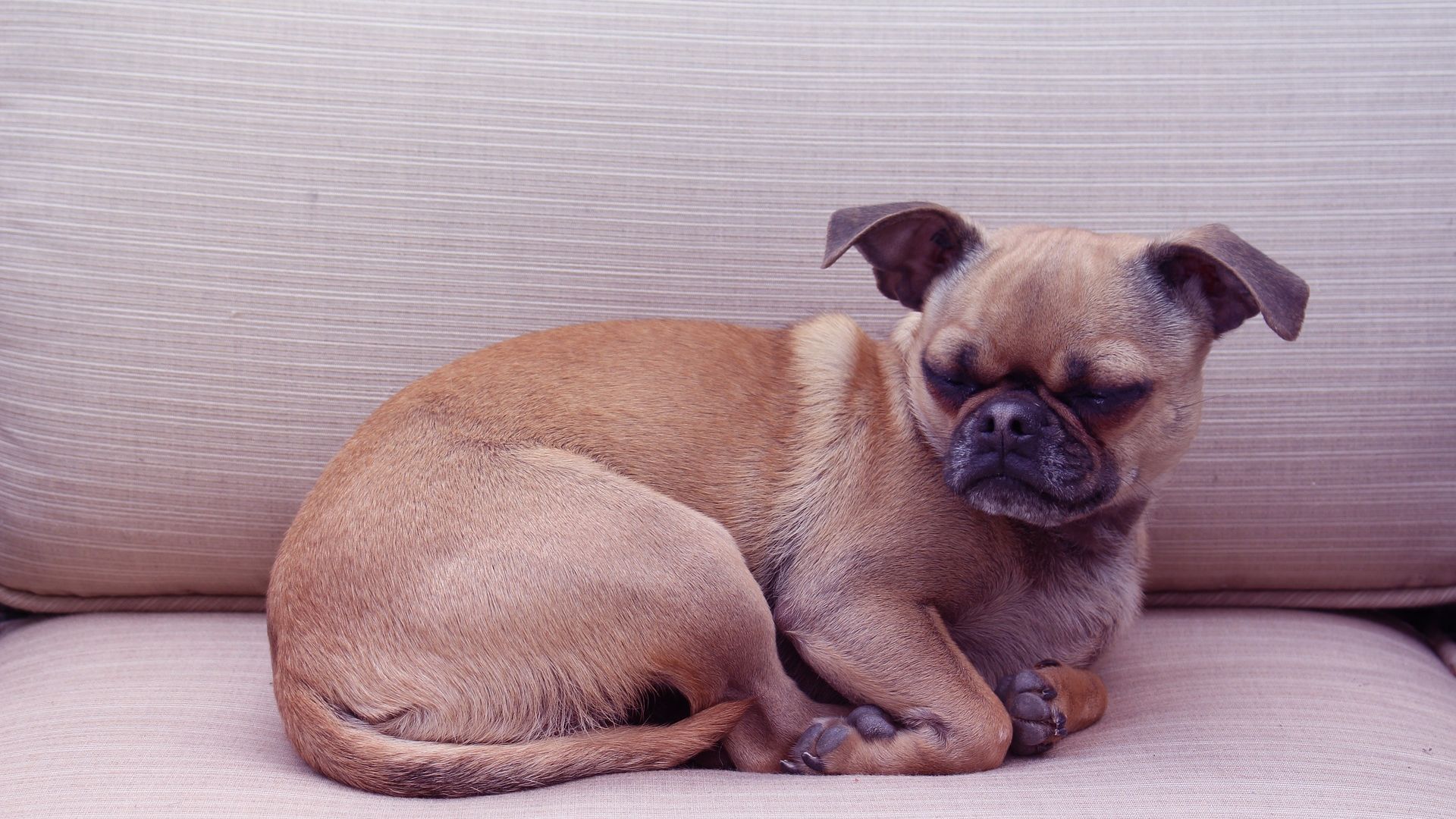 Wallpaper Chihuahua, pug, dog, relaxe