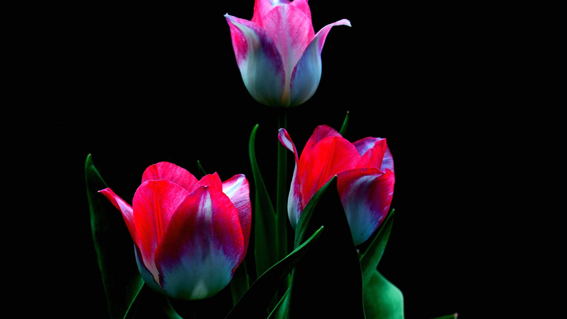 Wallpaper Tulip flowers, dark
