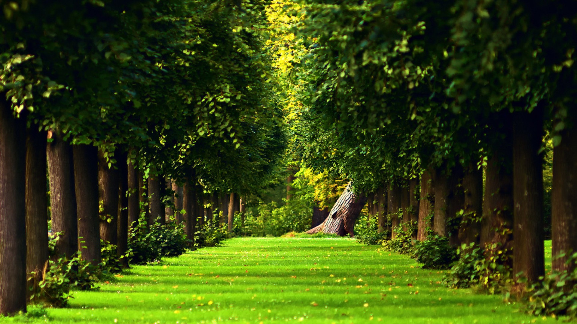 Wallpaper Green trees of forest
