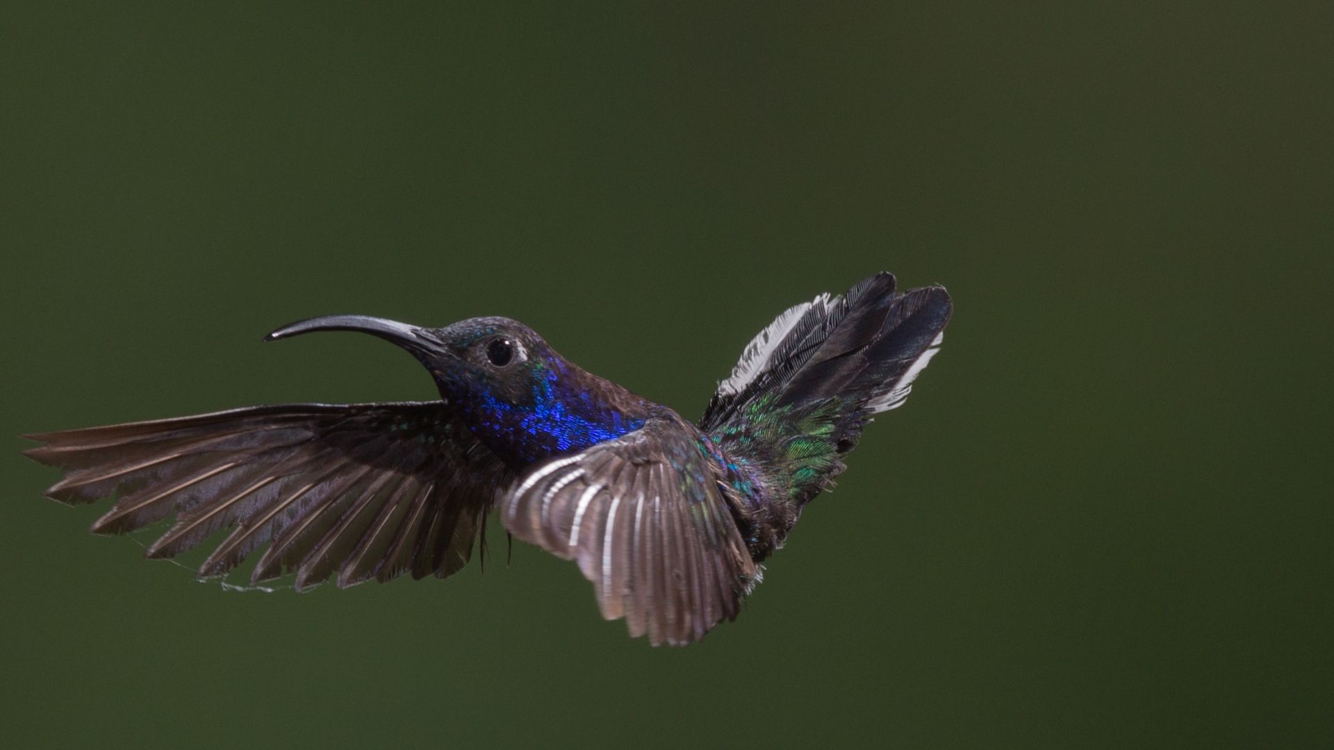Wallpaper Purple and blue hummingbird