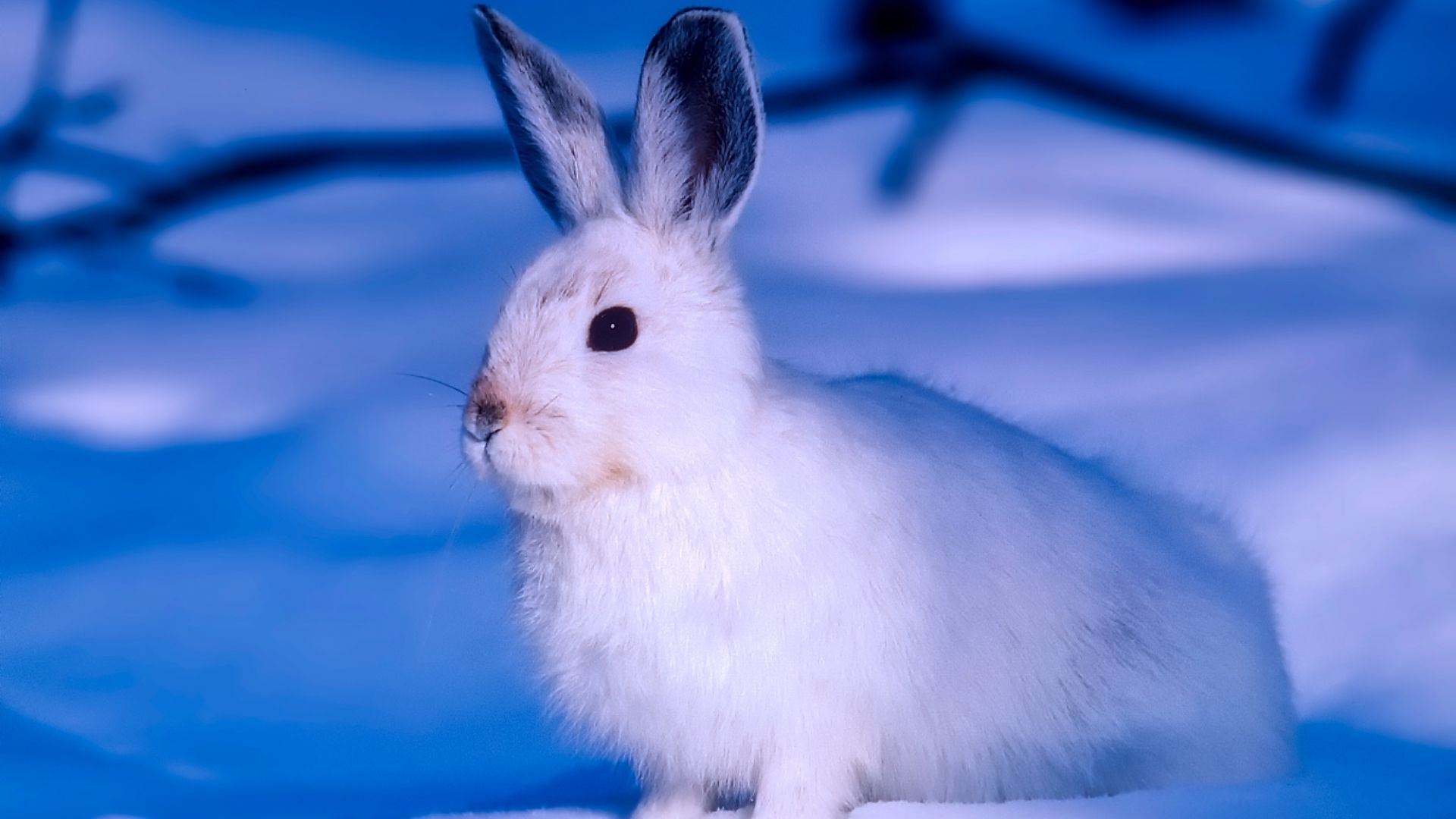 Wallpaper Arctic animal, Rabbit, white animal