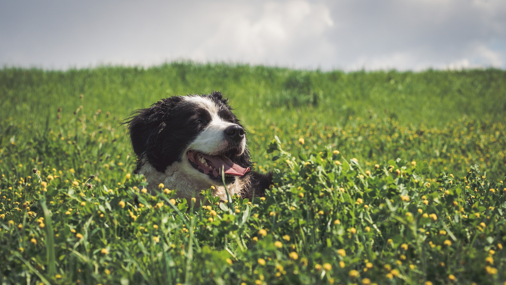 Wallpaper Border Collie, meadow, play