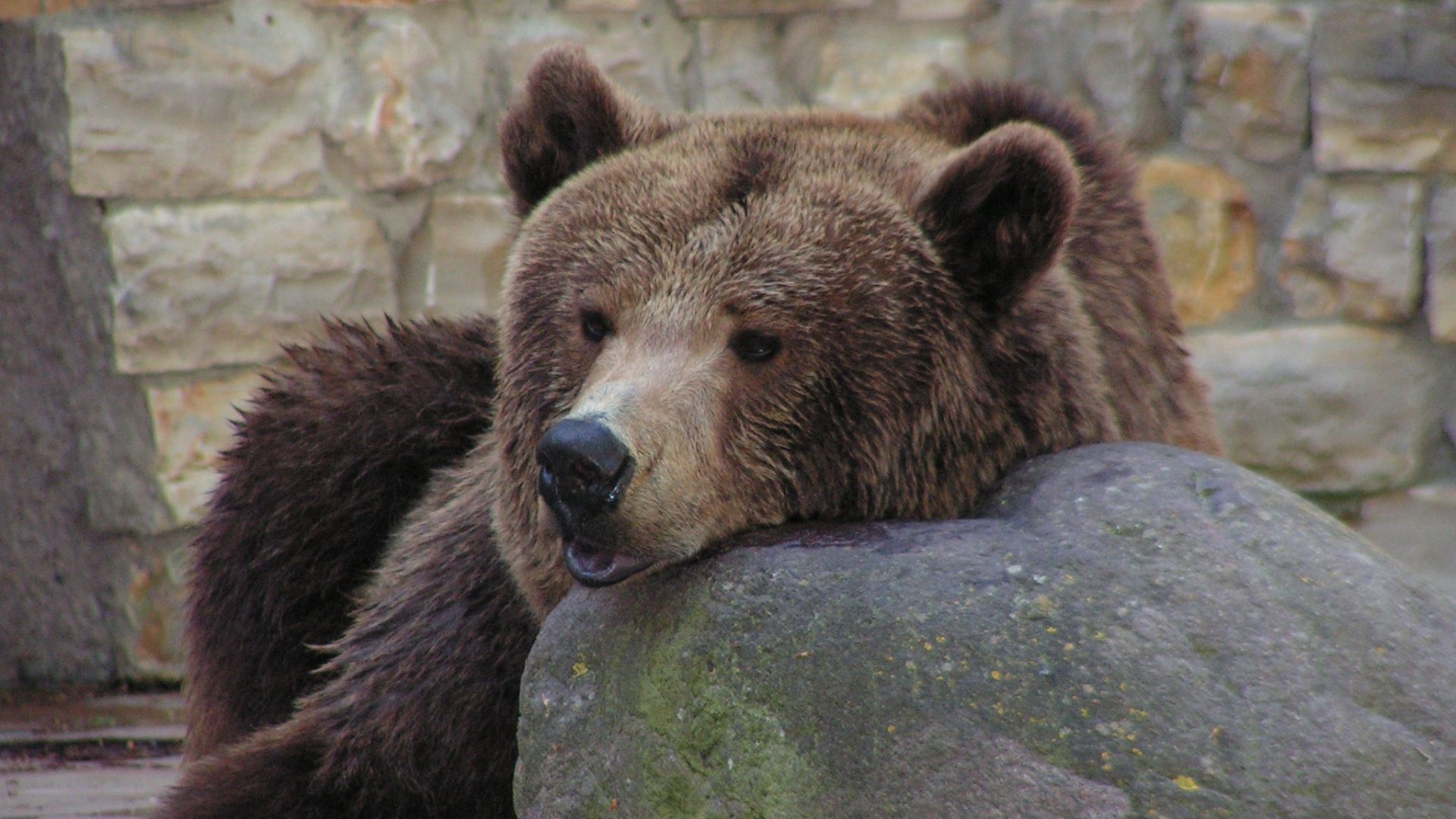 Wallpaper Bear, zoo, predator, wildlife