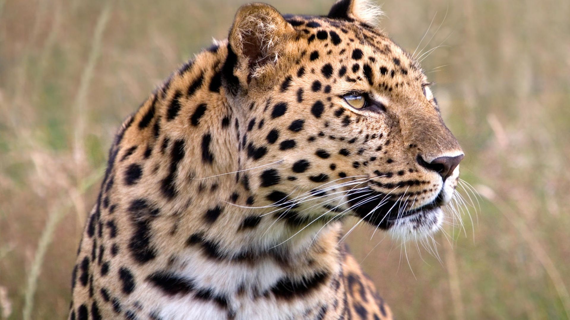 Wallpaper Wild big cat Leopard animal