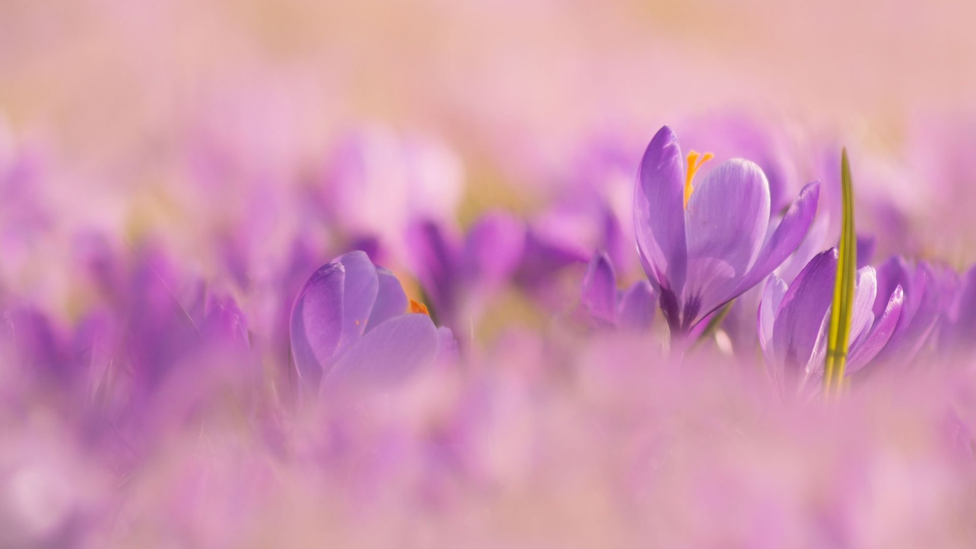 Wallpaper Crocus, purple flowers, blur