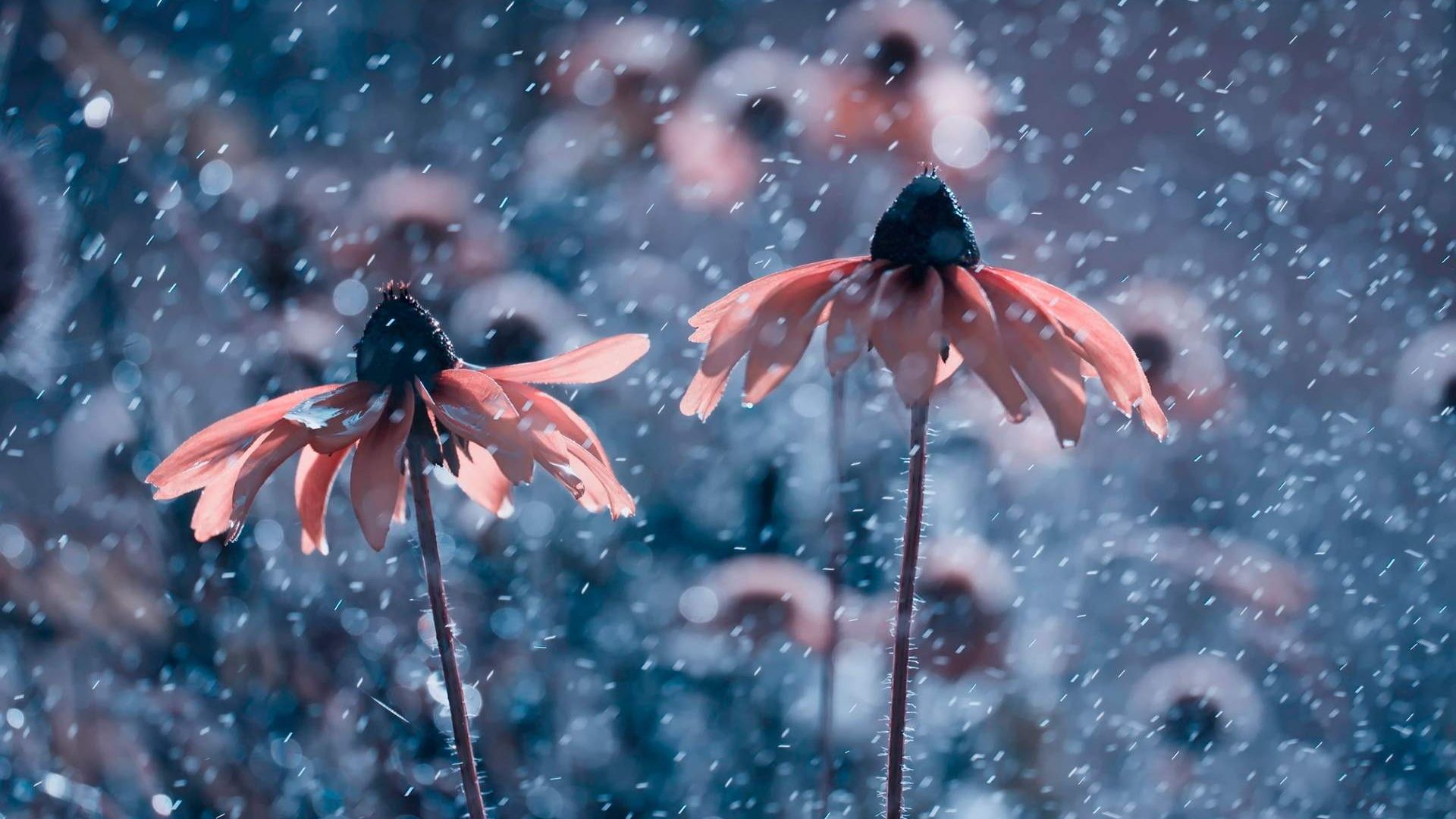 Wallpaper Rain, Daisy flowers