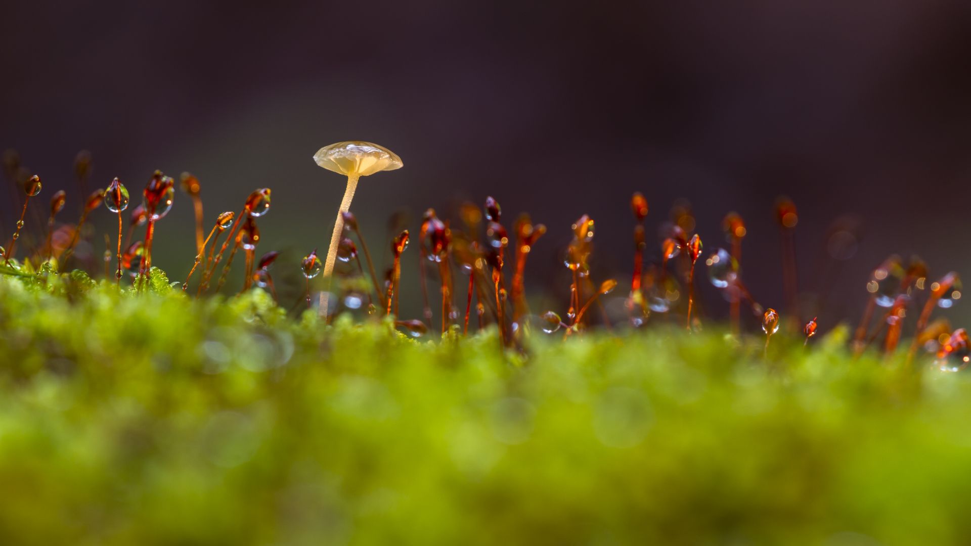 Wallpaper Mushroom, moss, small plants
