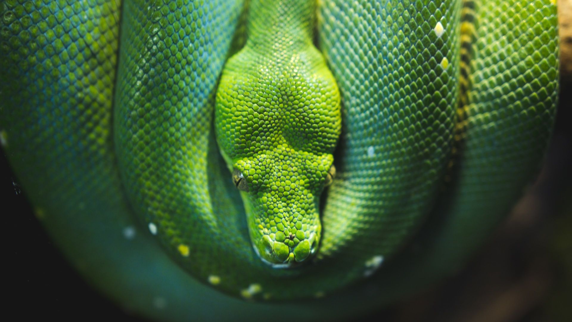 Wallpaper Snake green tree python