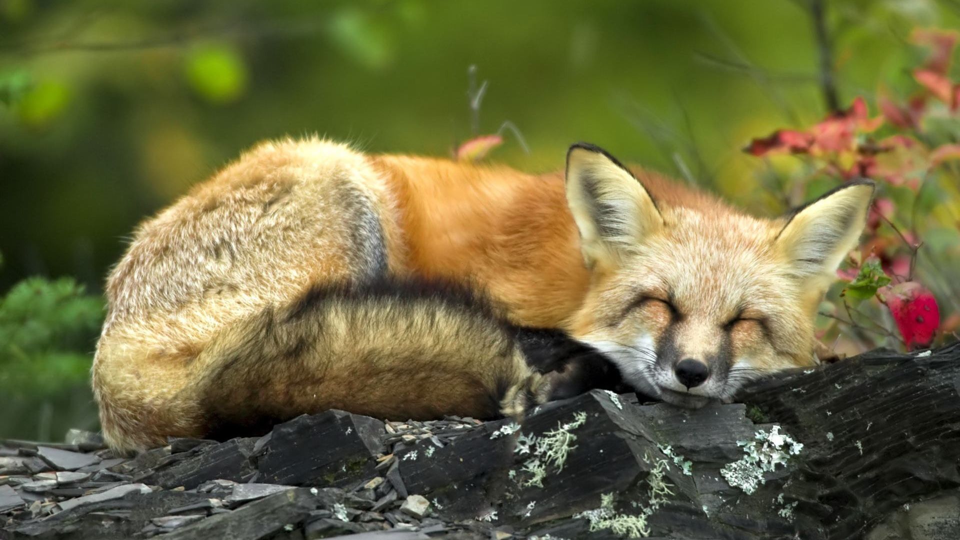 Wallpaper Cute sleeping fox