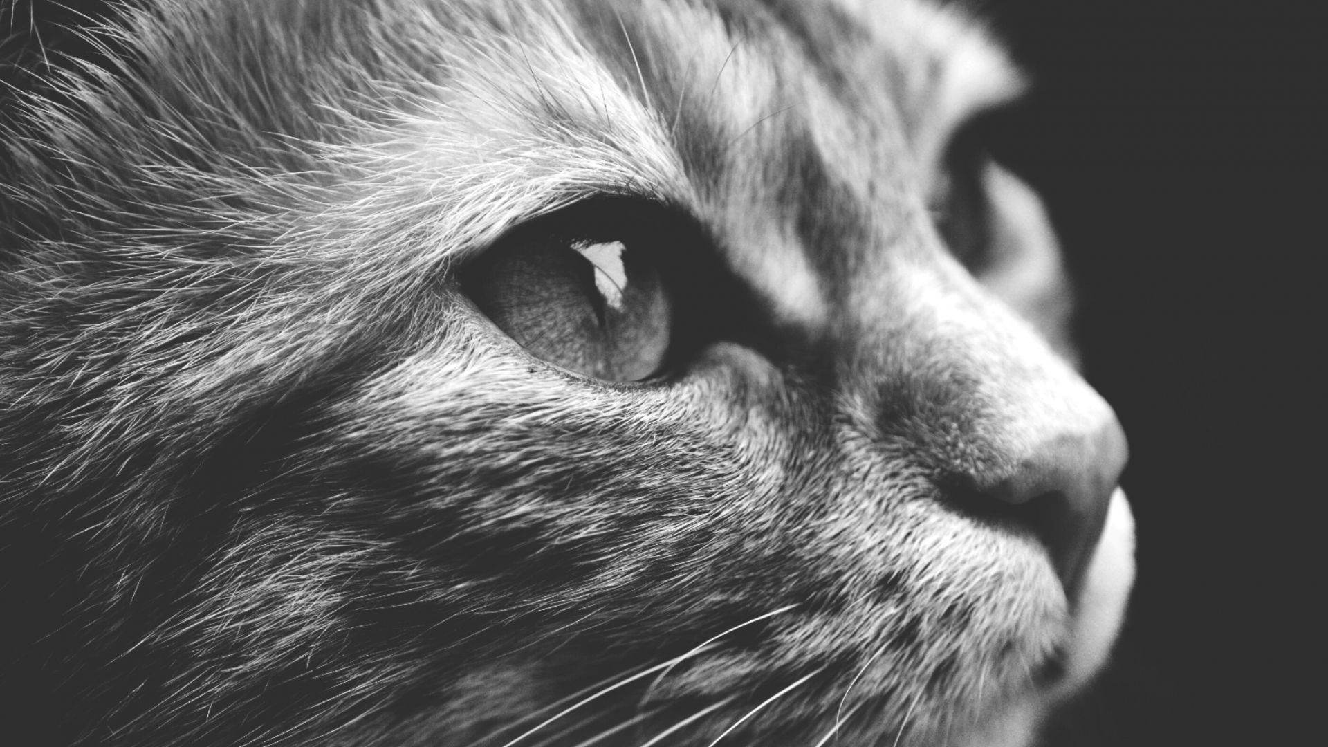Wallpaper Cat face close up monochrome