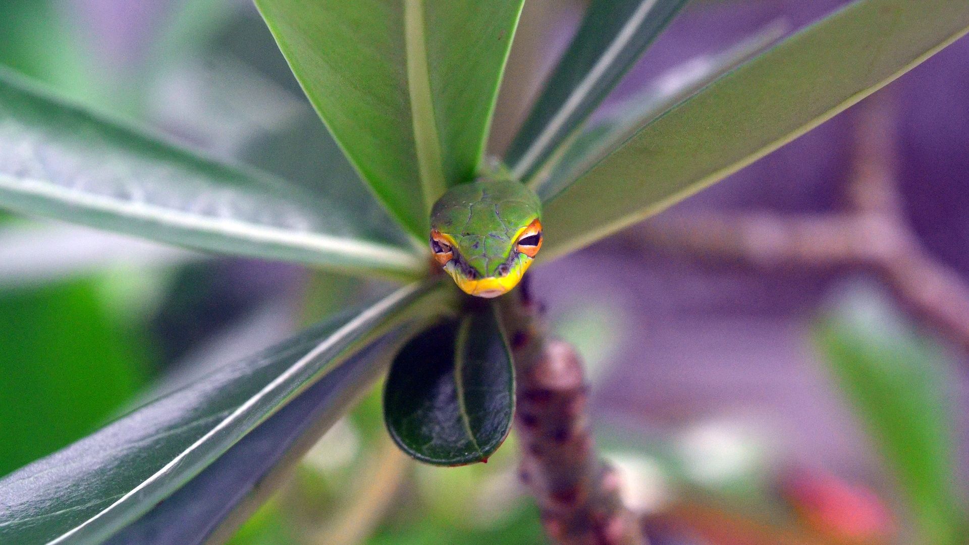 Wallpaper Snake muzzle, green reptiles, leaves