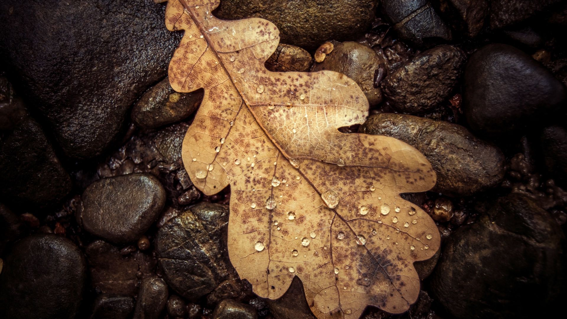 Desktop Wallpaper Dry Leaf Water Drops, Hd Image, Picture, Background,  K7aqsd