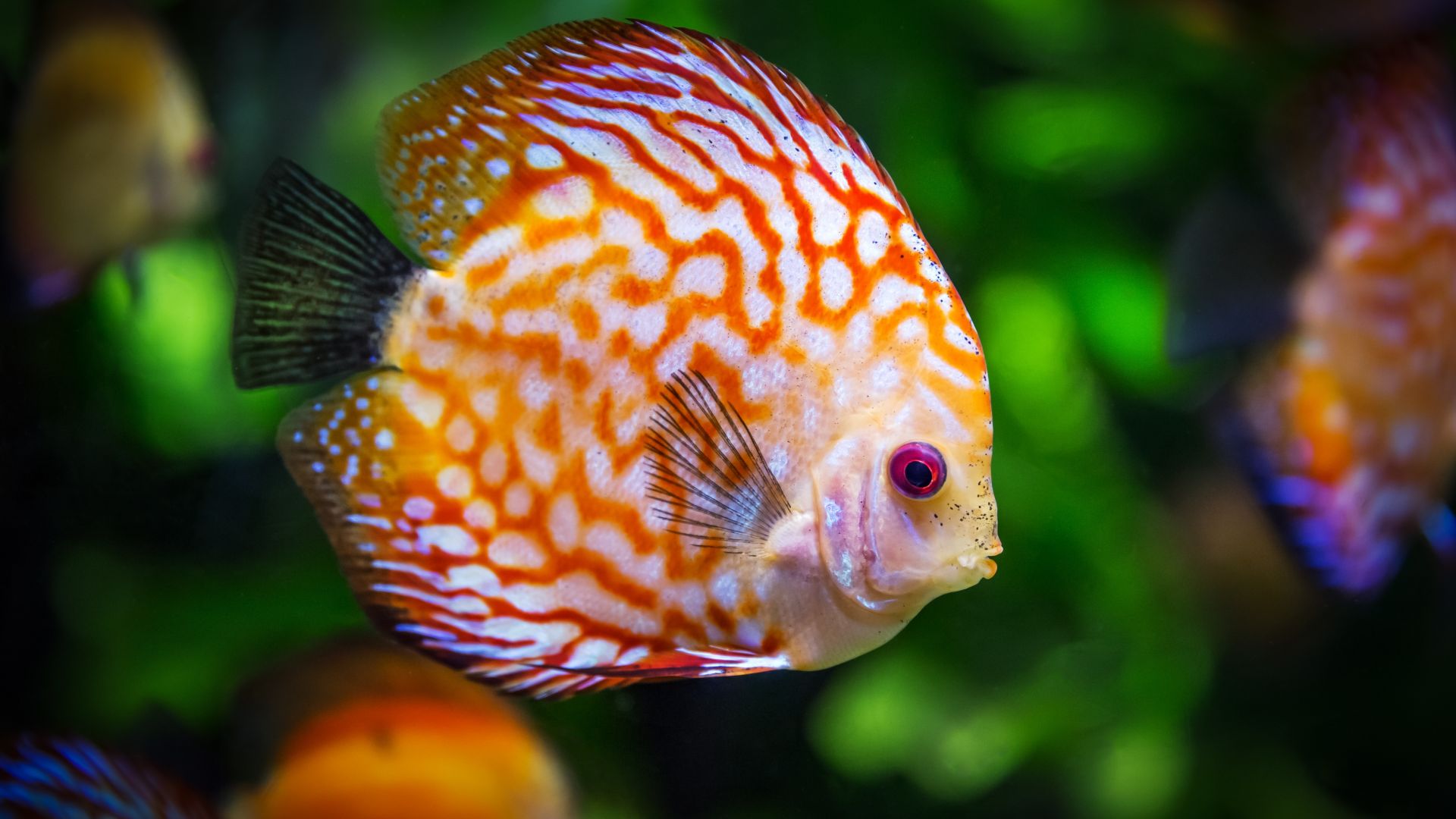 Wallpaper Discus fish, colorful fish