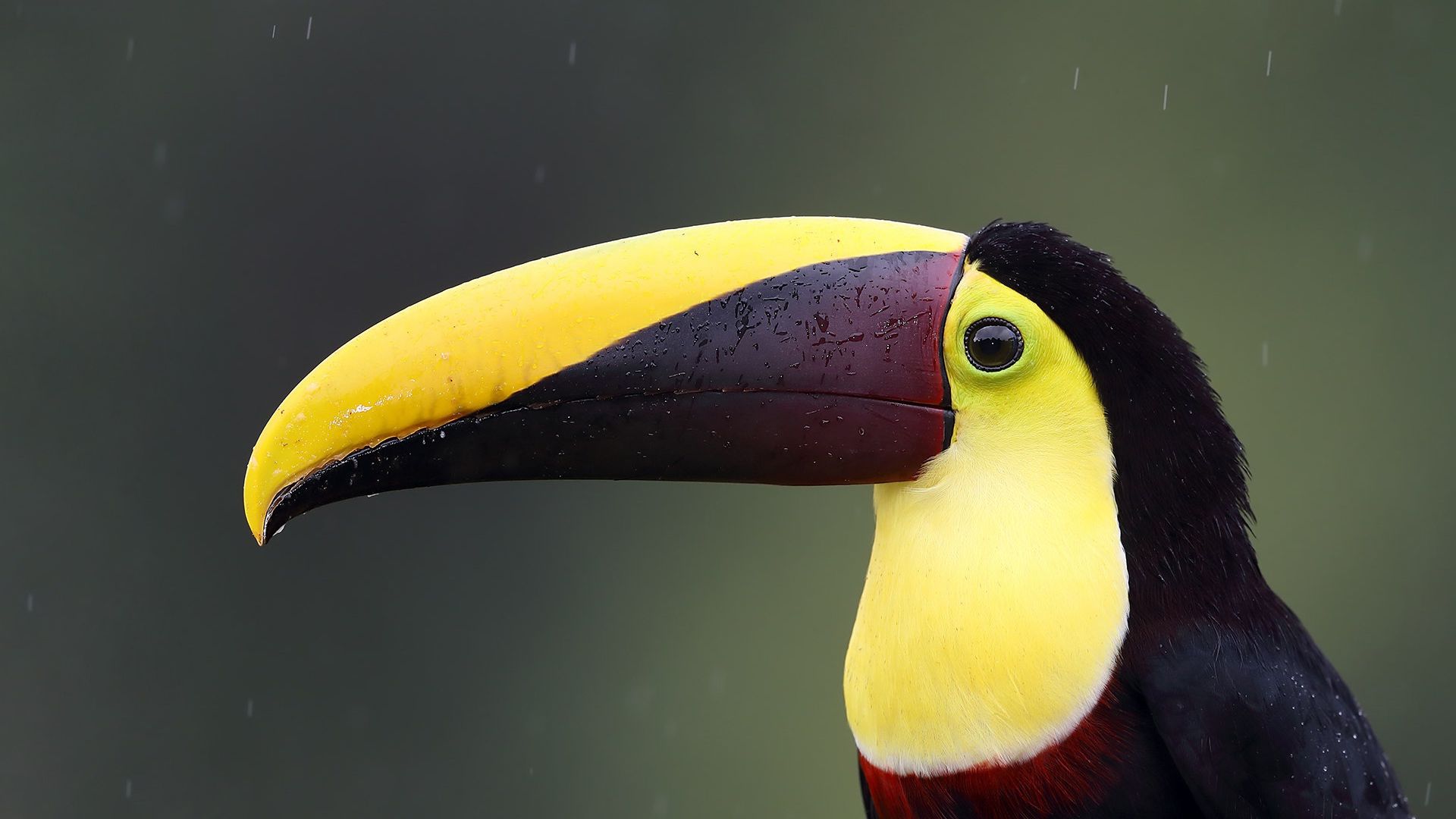 Wallpaper Big beak, bird, toucan, rain